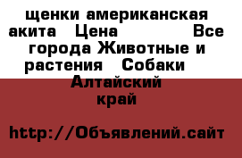 щенки американская акита › Цена ­ 30 000 - Все города Животные и растения » Собаки   . Алтайский край